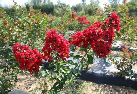 桐苗有哪些種類？