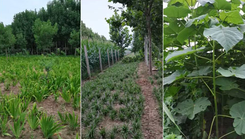 如何確定河南白蠟苗的施肥量？