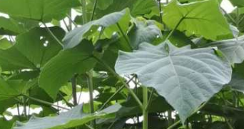 法桐成活率不高？法桐苗木廠家來教你