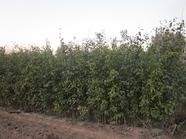 金葉復(fù)葉槭蟲害的防治措施