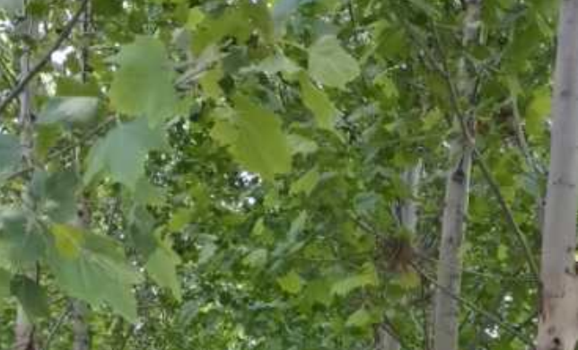 種植法桐苗木，這些問題要重視