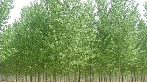 種植河南白蠟苗的養(yǎng)護(hù)方法你了解多少？