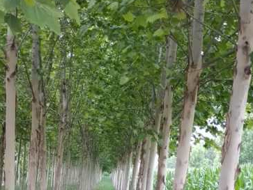 法桐苗木種植注意事項(xiàng)有哪些？